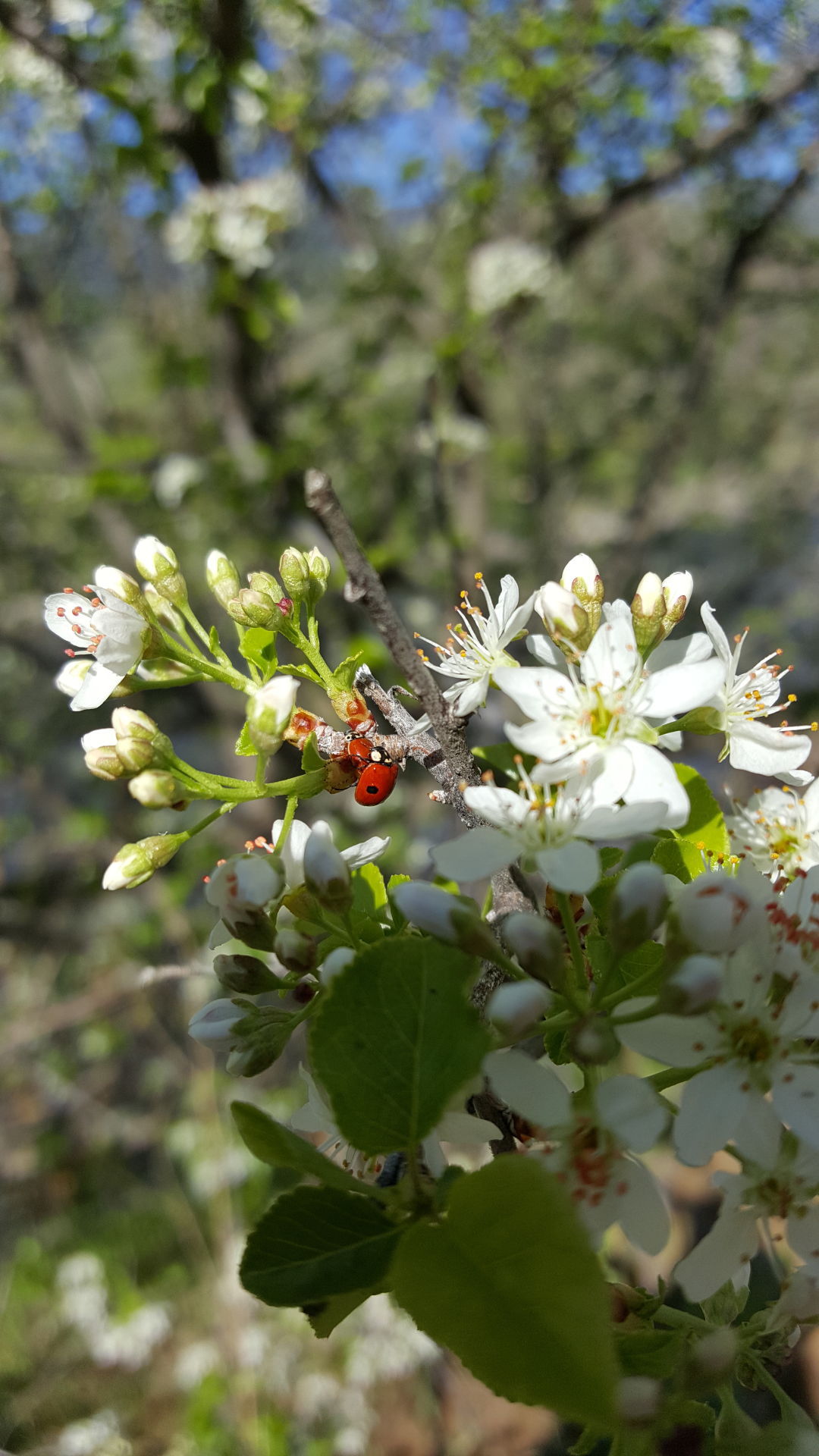 Ladybugs